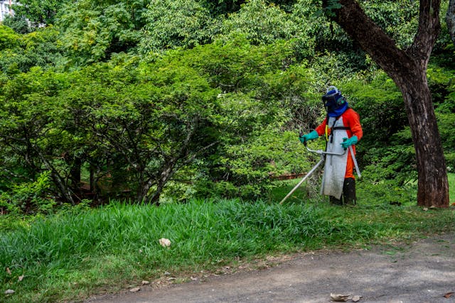 pexels-gaion-20534857