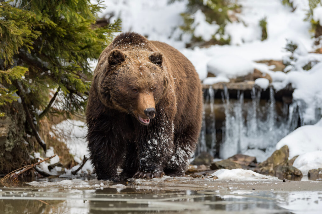 Beyond the Glaciers: Why a Bear Viewing Trip is the Ultimate Alaskan Adventure