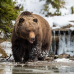 Beyond the Glaciers: Why a Bear Viewing Trip is the Ultimate Alaskan Adventure