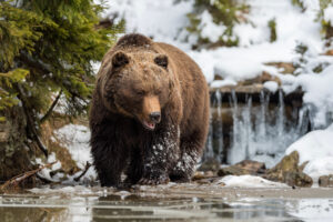 Beyond the Glaciers: Why a Bear Viewing Trip is the Ultimate Alaskan Adventure